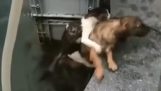 Câine salvează o pisica de la apă