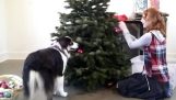 Un chien décore l'arbre de Noël
