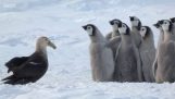 Små pingviner reddet av en uventet helten