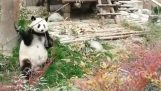 Kung Fu Panda i själva verket