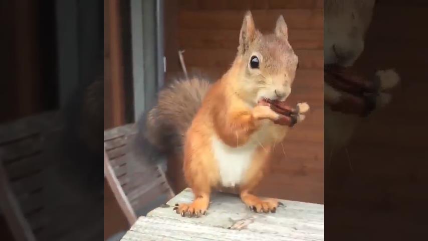 illoyalitet Torrent Kamp En meget grådige egern | VideoMan