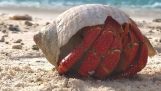 Eine Krabbe wacht auf dem Strand