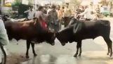 Ne pas entrer entre deux taureaux de combat