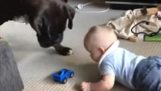 Dog gives a toy to the baby to stop crying