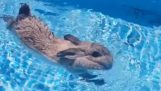 Rabbit swims in a pool