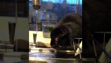 The cat Is enchanted by the tap