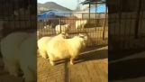Sheep master of Kung Fu