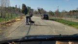 ชายคนหนึ่งออกจากสุนัขของเขาบนถนน