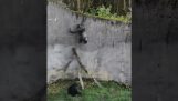 ลิงชิมแปนซีกำลังพยายามที่จะหลบหนีออกมาจากสวนสัตว์