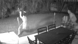 A raccoon attacks a woman and her dog