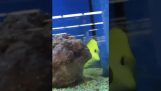 Playing hide and seek with a fish