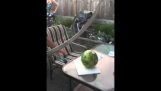 Ali schneidet die Wassermelone