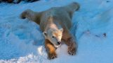 北极熊在 San Diego 动物园雪地里玩耍