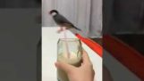 Little bird uses straw as a merry go round