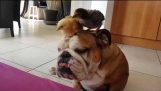 Chicks peck a bulldog
