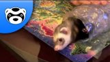 How to Wrap a Ferret for Christmas