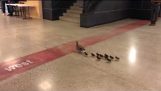 Mother Duck and her Ducklings Visit High School