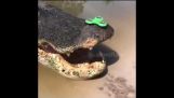 Alligator énorme et Fidget Spinner