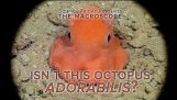 Octopus Adorabilis