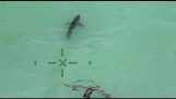 sörfçü 15 kurt köpekbalıkları arasında olduğunu Şerif bilgi verir