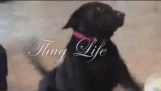 Головоріз життя Dogg
