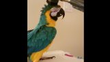 Macaw Loves To Be Vacuumed