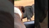 Hund hopper ud af bilen for at jage efter ko