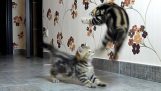 Vicces macskák összeállítása a harci tánc cica