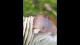 Snail eating mushroom