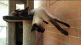 Ming Siamese cat sleep walking