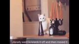 Cat moves vase to knock it off, gets caught and moves it back.