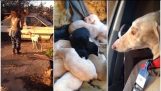 Injured dog lead strangers two miles to an abandoned car where she had given birth to 10 puppies