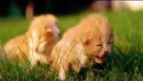 #kittens #Cats น่ารัก #doing #thing ตลก # วิดีโอ #compilation 2016 577