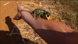 Chameleon napadá muže