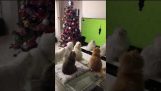 Cats have been hypnotized