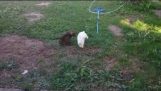 Gatito y conejito jugando a pillar
