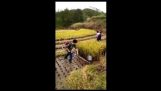 Rijst harvester
