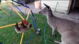Kisbaba lajhár megfelel a nagy testvére kenguru