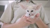 Baby Fox Pounces en speelt bij de San Diego Zoo